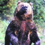战斗民族霸气！两俄游客逃票误将棕熊打成重伤