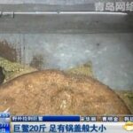 山东男子野外捡到20斤重巨鳖 其大小如锅盖般！