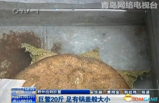 山东男子野外捡到20斤重巨鳖 其大小如锅盖般！