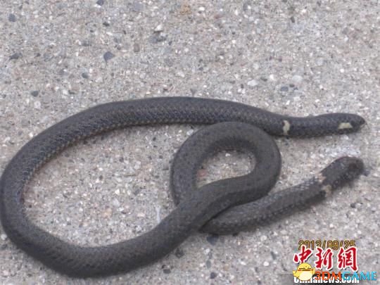 湖北宜昌发现罕见的双头蛇 首尾各一个头很吓人