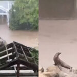 紐約淹大水!動物園海獅趁亂逃脫 園區閒晃一圈後「乖乖回家」