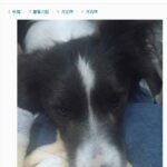 微博炫富大赛引爆网友恶搞 清凉油变身祖母绿？