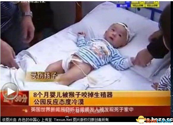 游客喂猴致男婴睾丸被吞食 公园方面反应态度冷漠